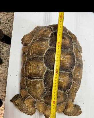Geochelone sulcata