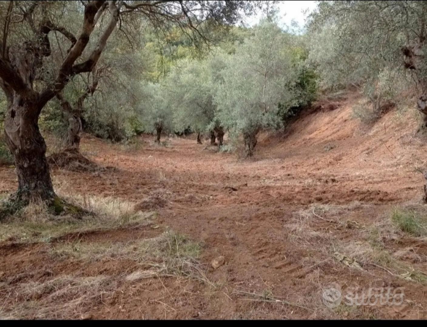 Terreno agricolo con possible costruzione - Vista 5