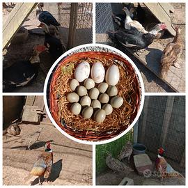 Galline Anatre mute Faggiano