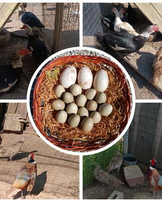 Galline Anatre mute Faggiano