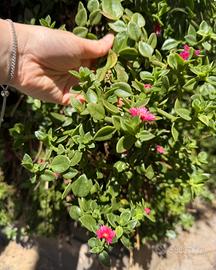 talee fresche di Delosperma