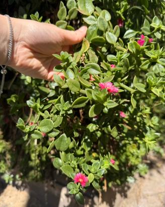 talee fresche di Delosperma