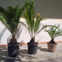 cycas varie misure