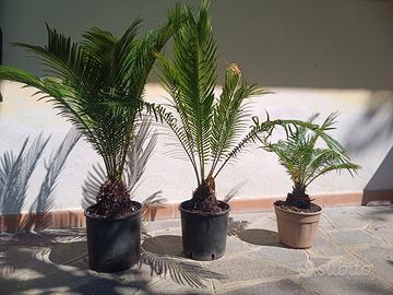 cycas varie misure