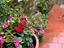 Immagine 3
