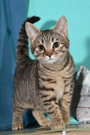 Pixel e Bit due micro gattine mignon