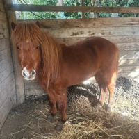 Pony stallone per monte altezza 1 mt