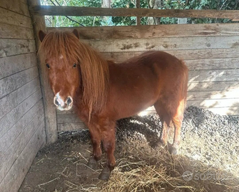 Pony stallone per monte altezza 1 mt