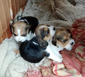 Cuccioli di beagle