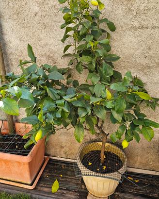 pianta di limoni 