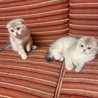 Scottish fold