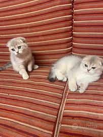 Scottish fold