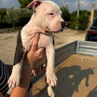 Cuccioli amstaff disponibili pedigree enci