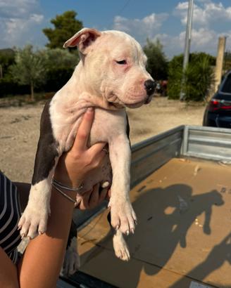 Cuccioli amstaff disponibili pedigree enci