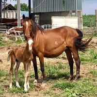 Puledro meticcio quarter argentino criollo