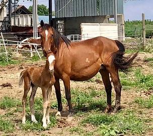 Puledro meticcio quarter argentino criollo