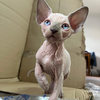 Cucciolo di sphynx
