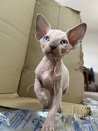 Cucciolo di sphynx