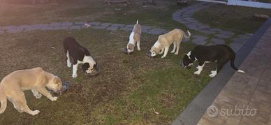 Cuccioli Alabai (Pastore dell' Asia Centrale)