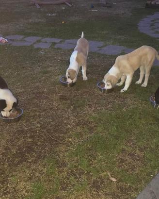 Cuccioli Alabai (Pastore dell' Asia Centrale)