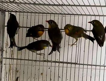 Usignolo del Giappone