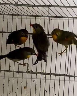 Usignolo del Giappone