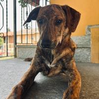 Cucciola