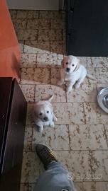 Cuccioli di golden retriever