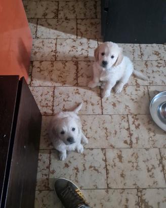 Cuccioli di golden retriever