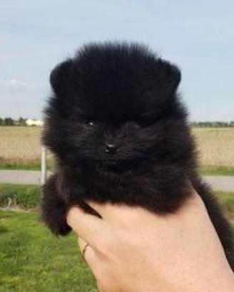 Spitz pomerania toy