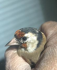 3 cardelline anellate