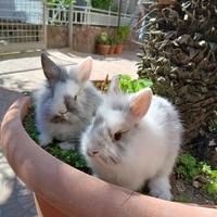 Conigli mini lop