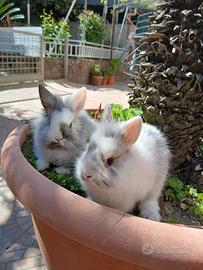 Conigli mini lop