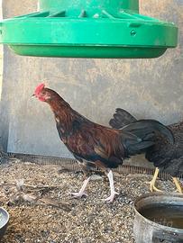 Galline