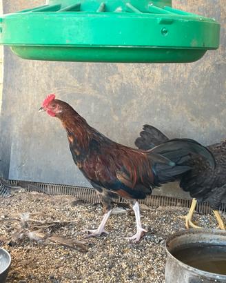 Galline
