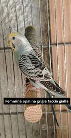 Cocorite