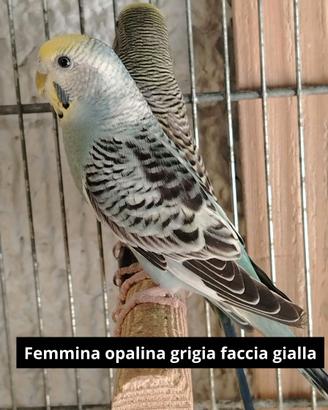 Cocorite