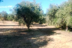 Terreno agricolo distante 500 metri da Triggiano