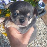 Chihuahua