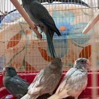 Pappagalli kakariki ALLEVATI A MANO