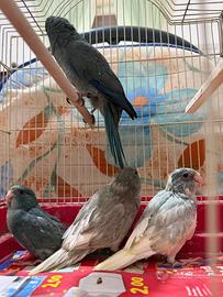 Pappagalli kakariki ALLEVATI A MANO