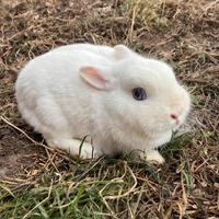 Coniglio nano ermellino femmina