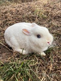 Coniglio nano ermellino femmina