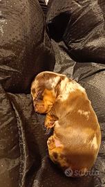 Cucciola di bassotto arlecchino nano