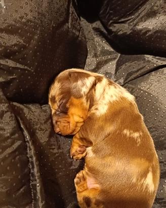 Cucciola di bassotto arlecchino nano