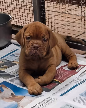Allevamento di Dogue de Bordeaux
