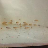 Labidochromis Caeruleus