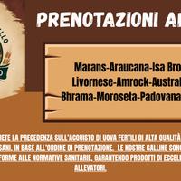 Galline da produzione/Ornamentali