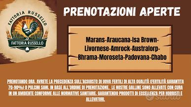 Galline da produzione/Ornamentali