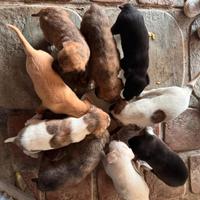 Cuccioli meticci quasi 2 mesi di vita